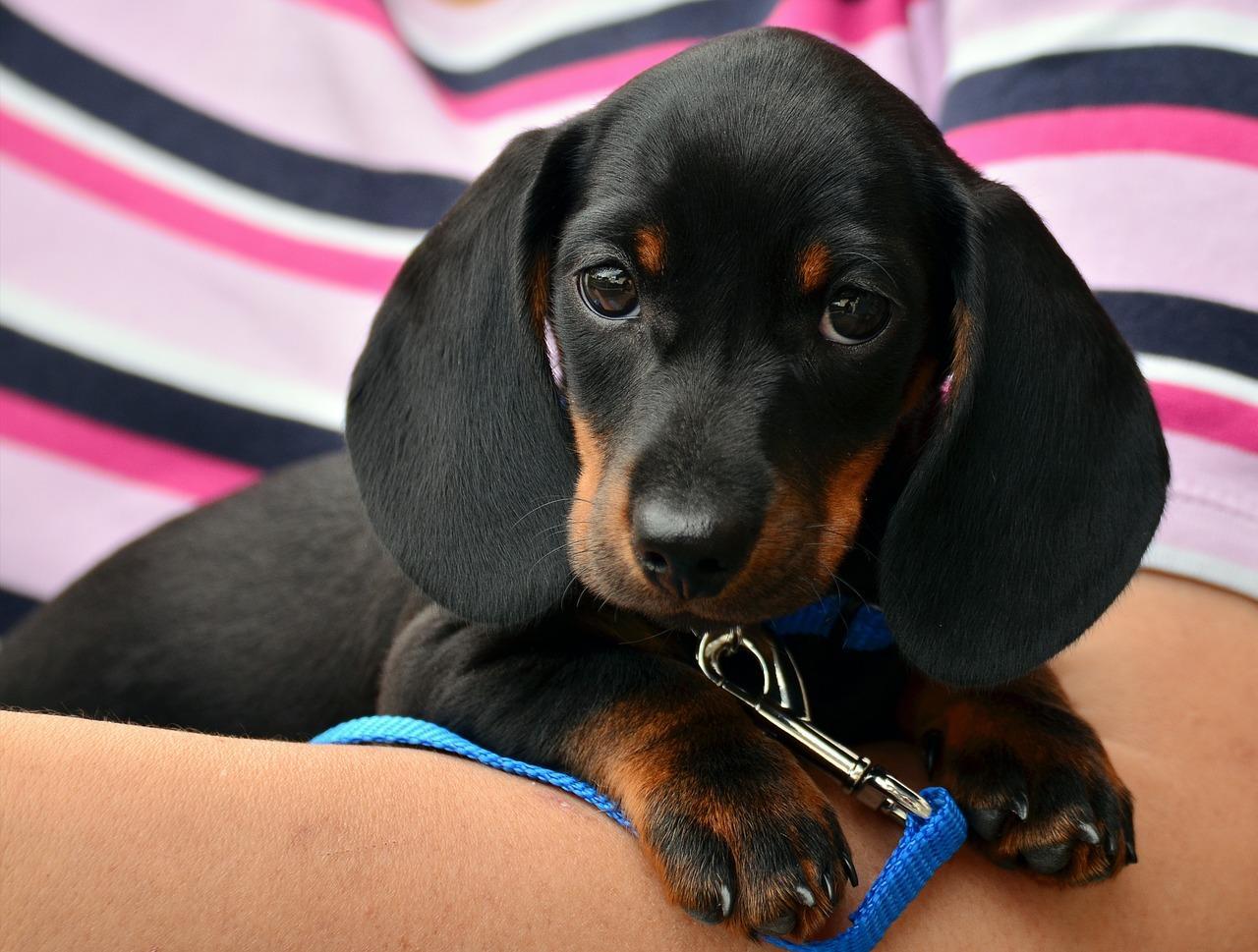 Training of puppies
