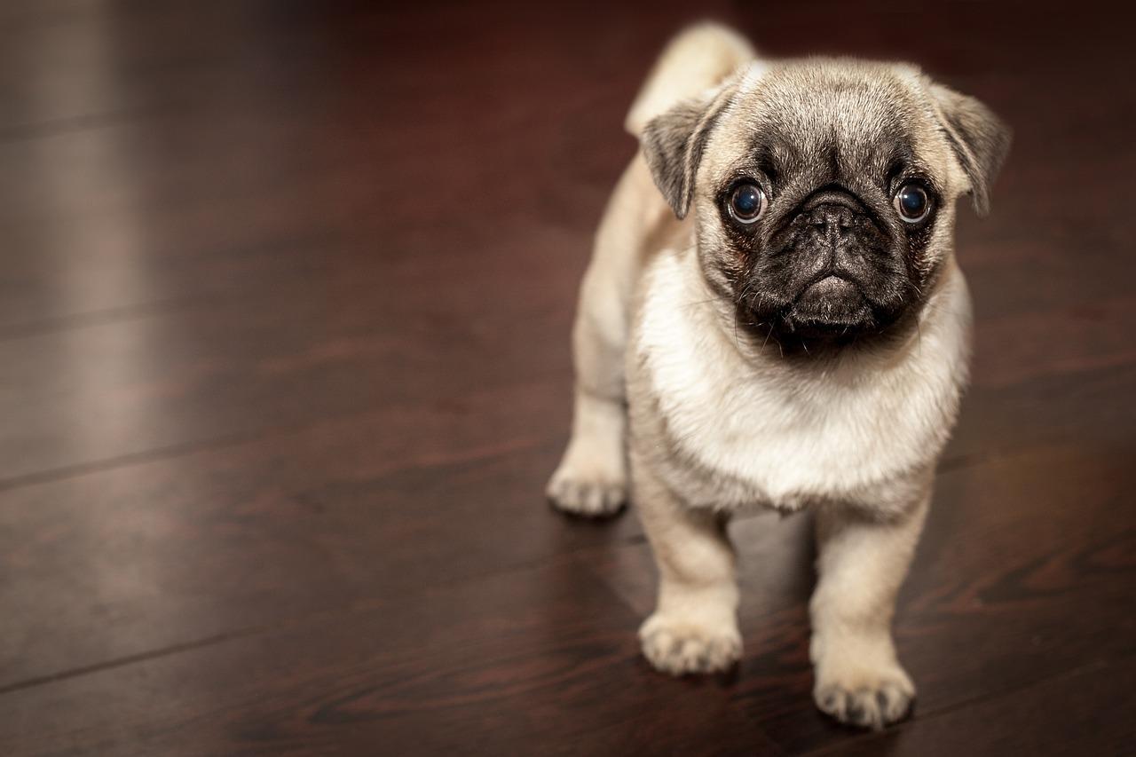 Training of puppies