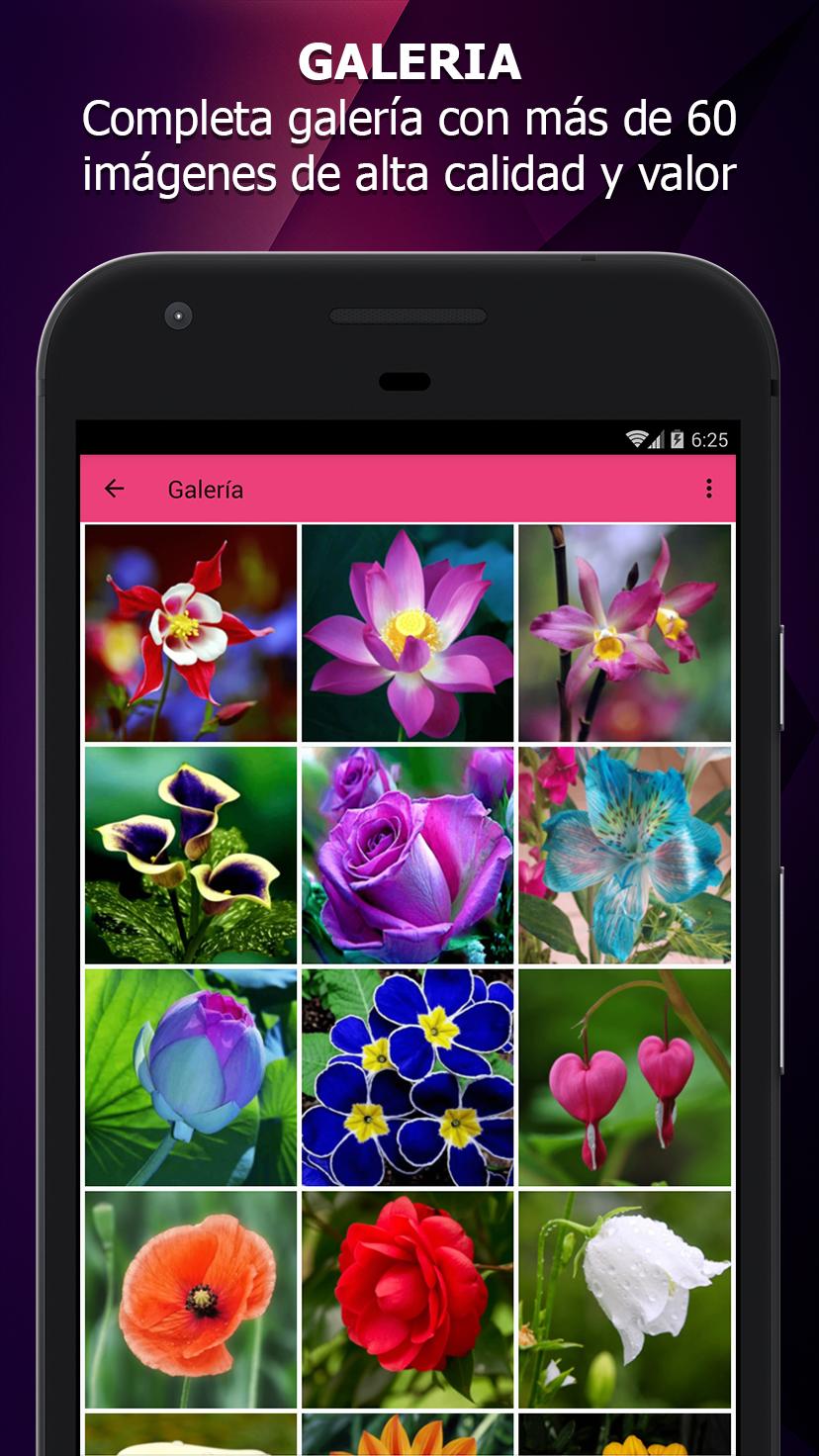 Flores Hermosas