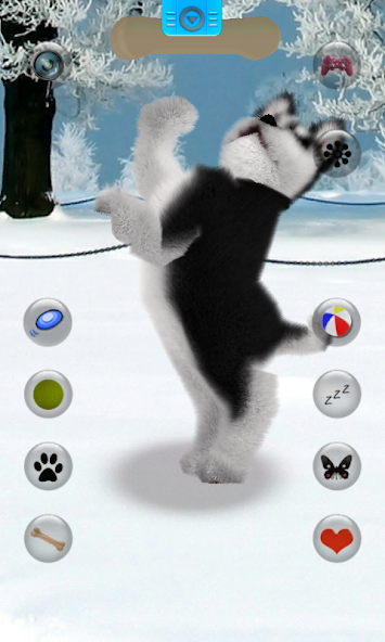 Talking Siberian Husky