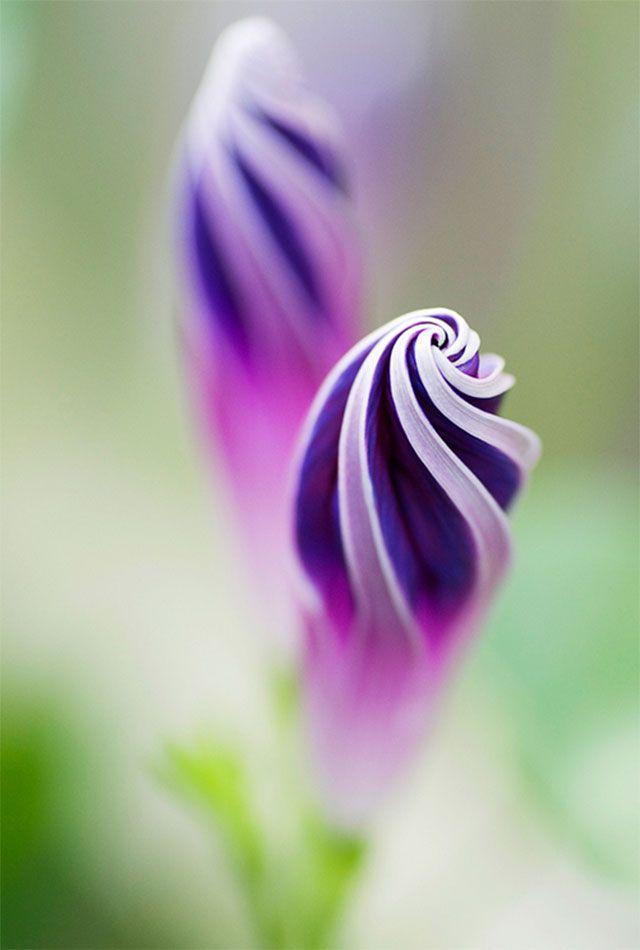 Flowers Wallpapers HD