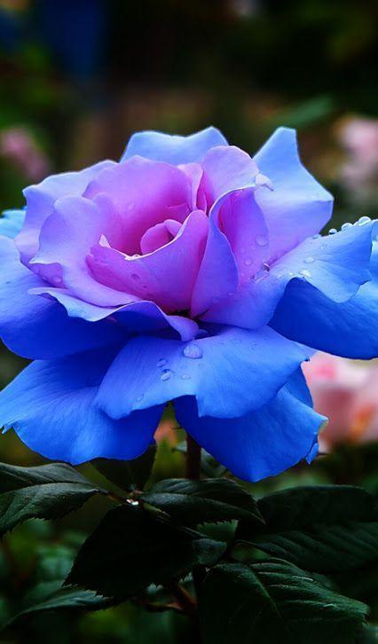 Flowers Wallpapers HD
