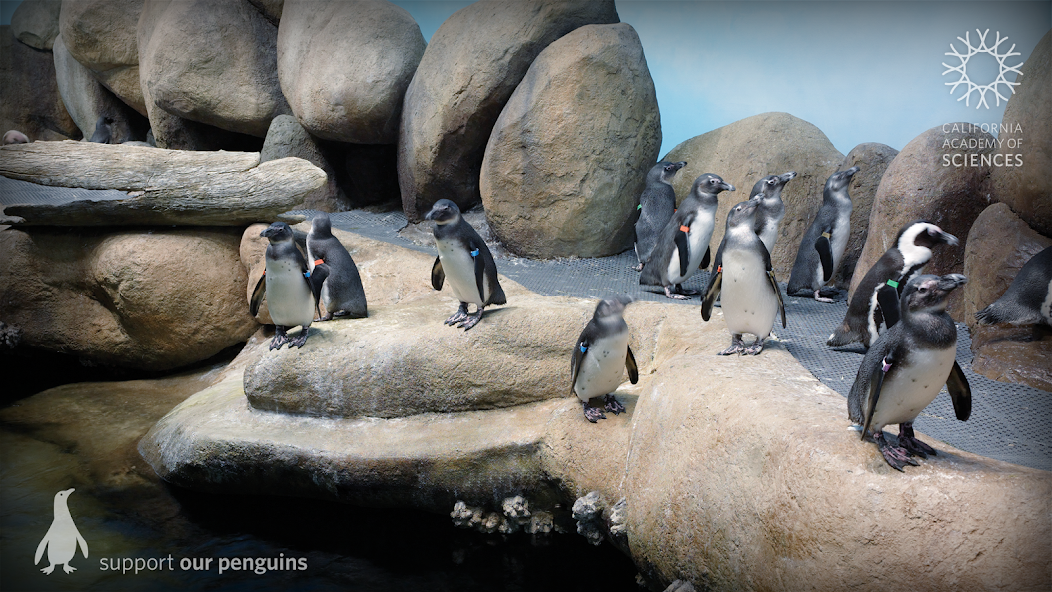 Pocket Penguins