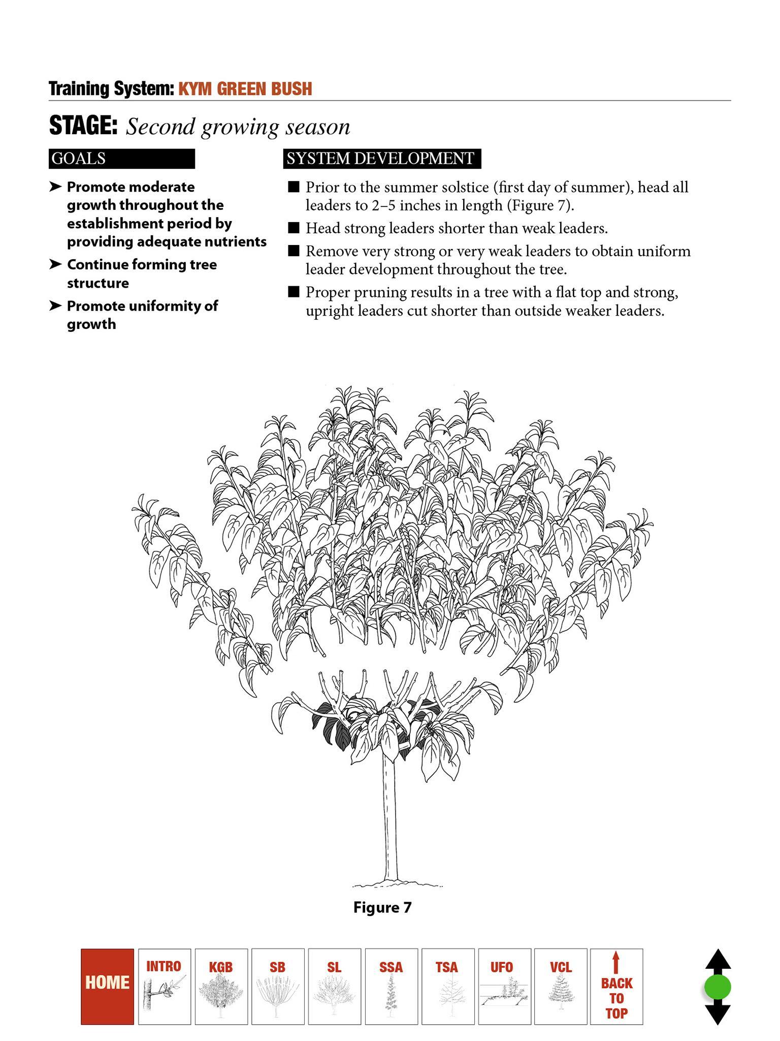 Cherry Pruning