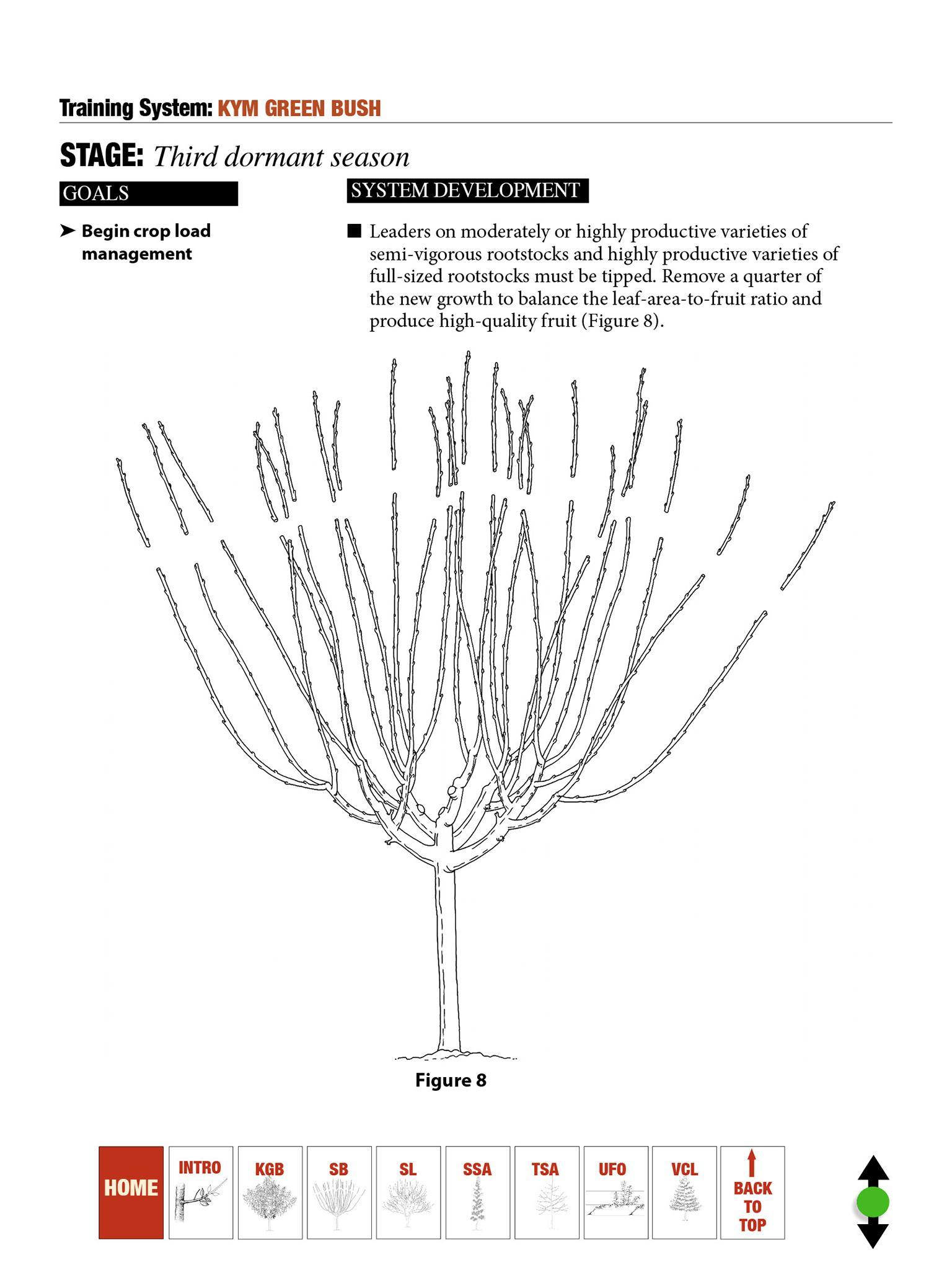 Cherry Pruning