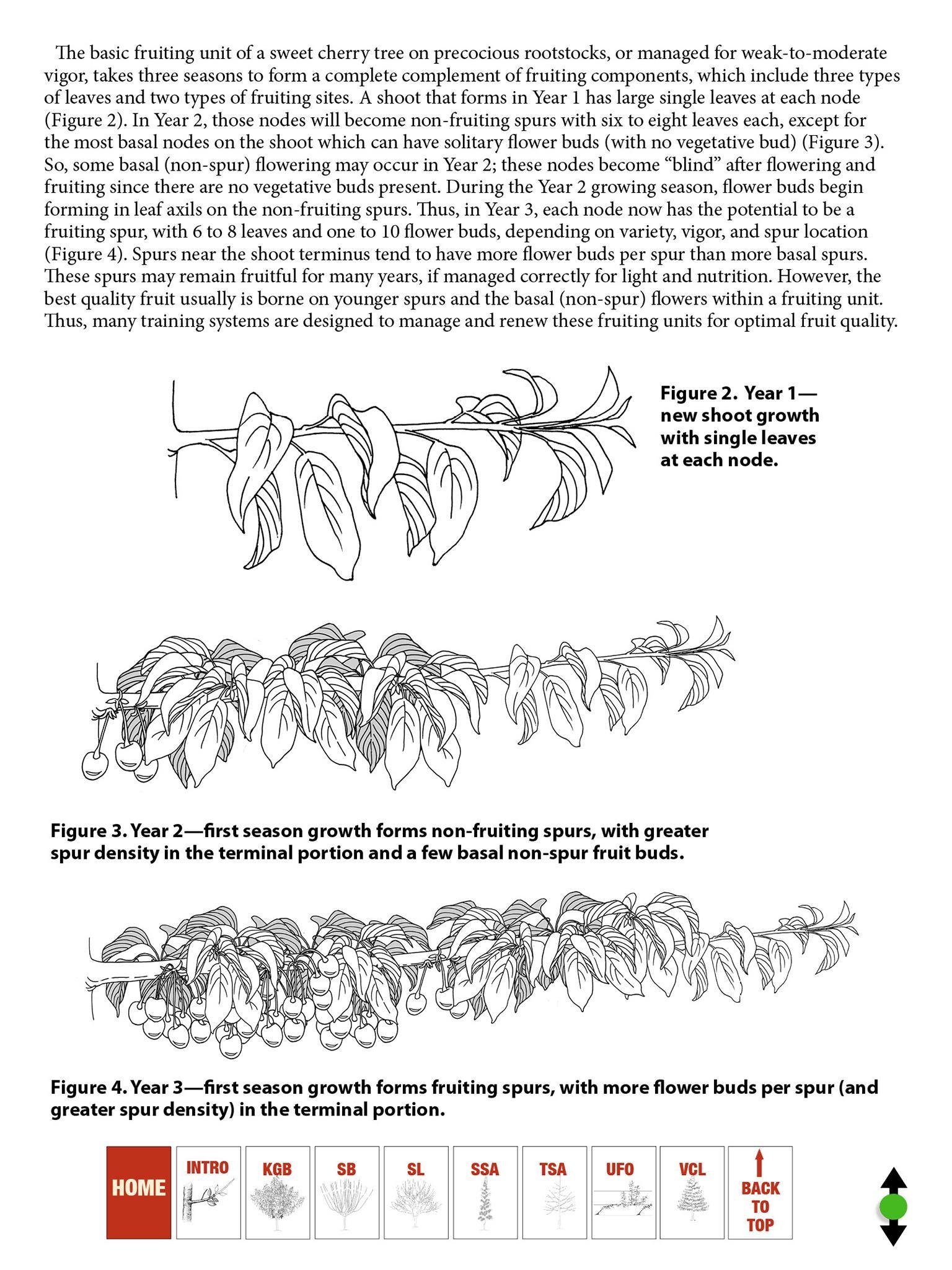 Cherry Pruning