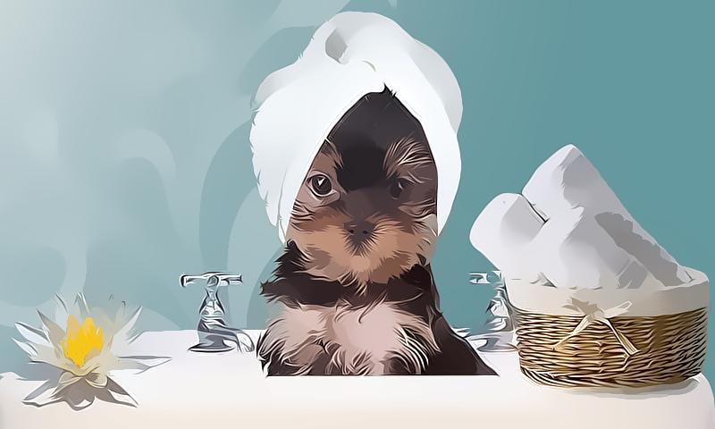 Pet Spa And Salon Games