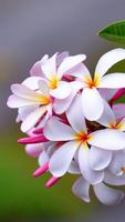 Plumeria Wallpapers