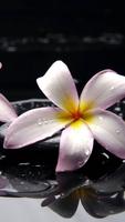 Plumeria Wallpapers