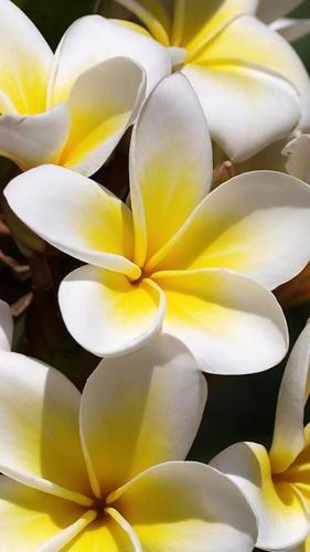 Plumeria Wallpapers