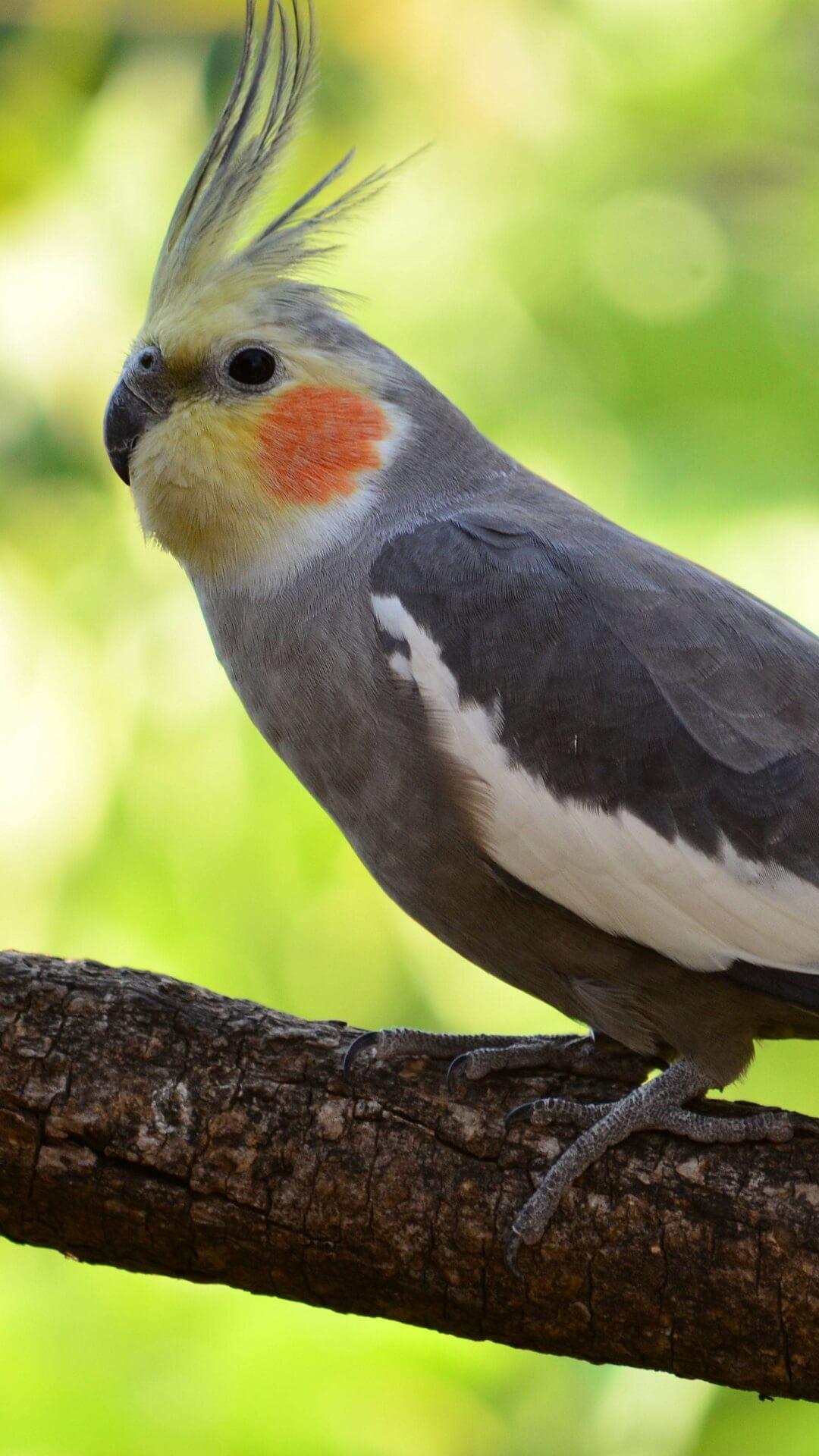 Cockatiels Wallpapers HD