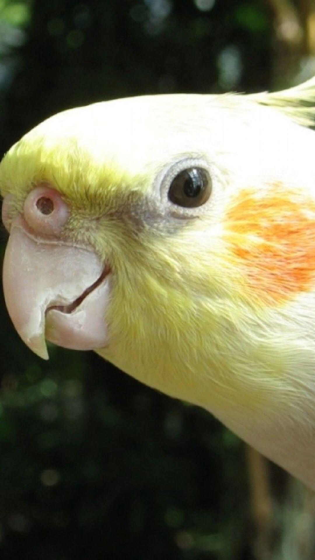 Cockatiels Wallpapers HD